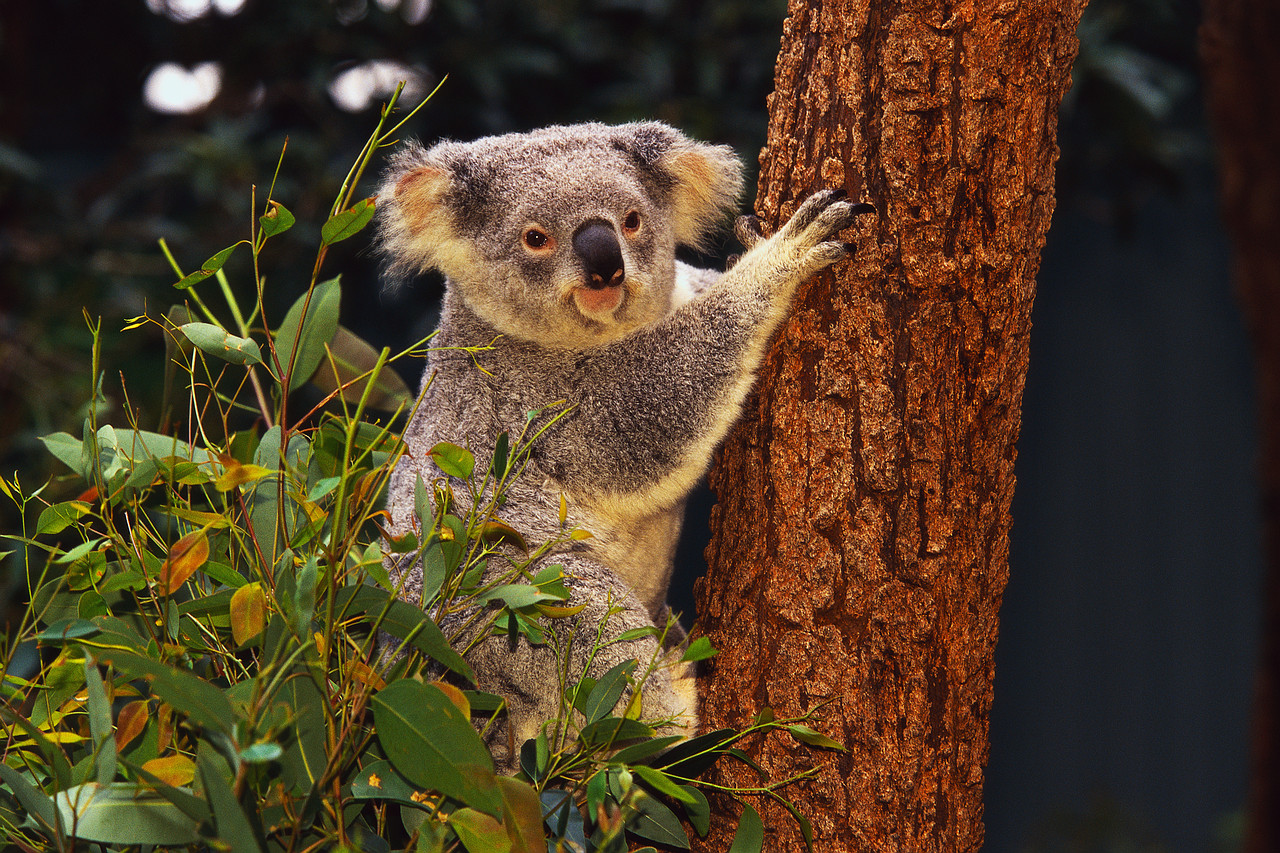 Коала перевод. Тропические животные. Животное похожее на коалу. Коала на дереве. Проект по коале.